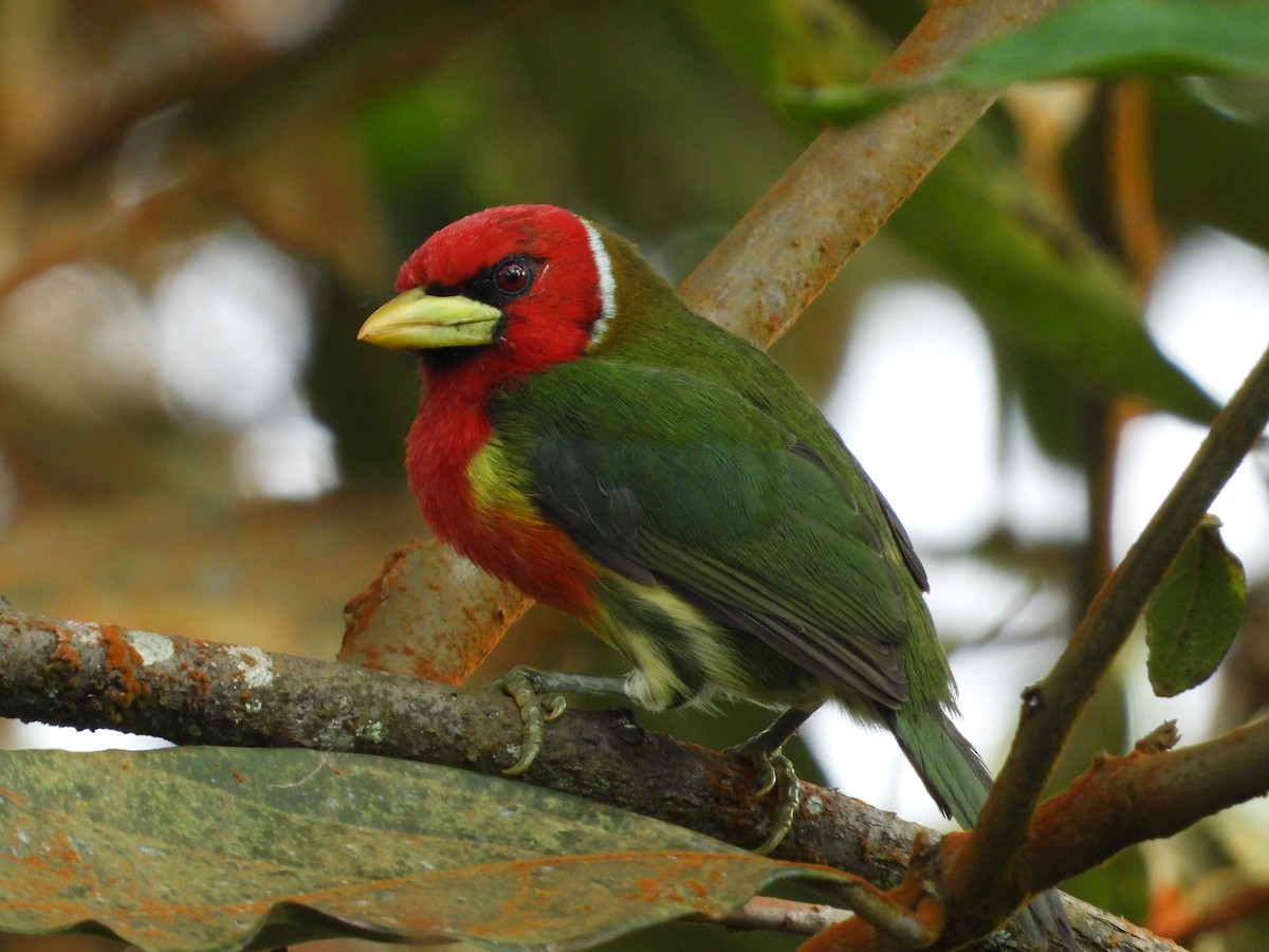 Red-headed Barbet - ML638079926