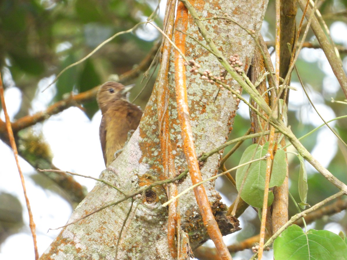 Smoky-brown Woodpecker - ML638079934
