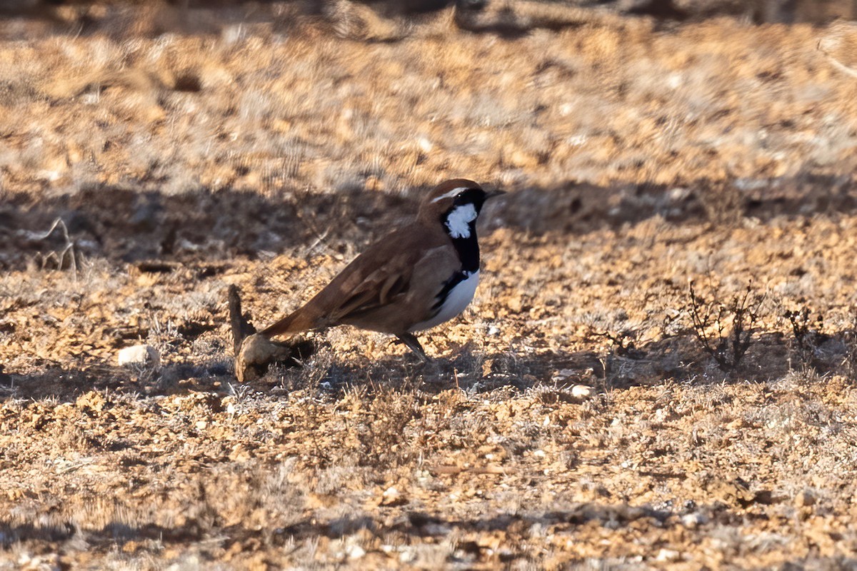 Nullarbor Çilardıcı - ML638079989