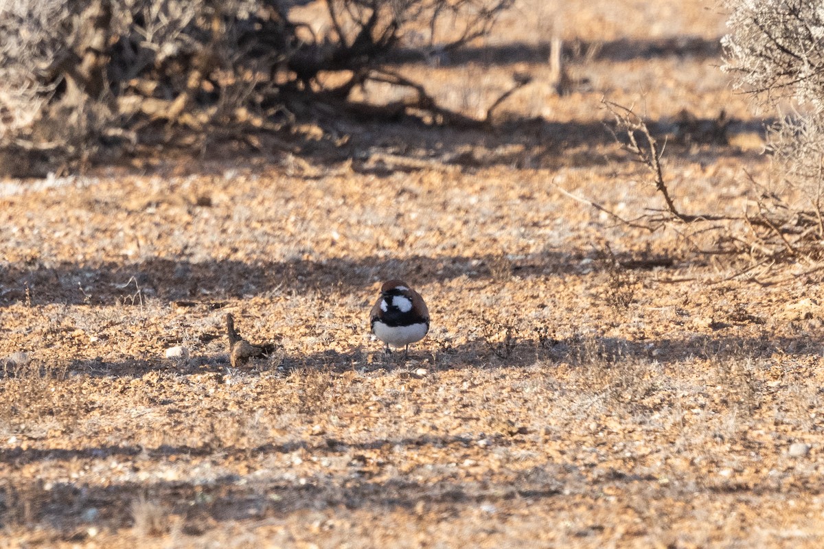 Nullarbor Çilardıcı - ML638079995