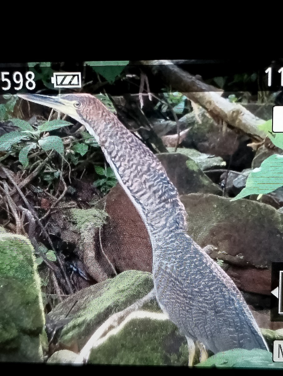 Fasciated Tiger-Heron - ML638080025