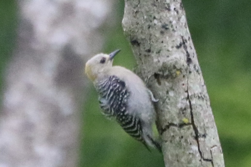 Hoffmann's Woodpecker - ML638080028