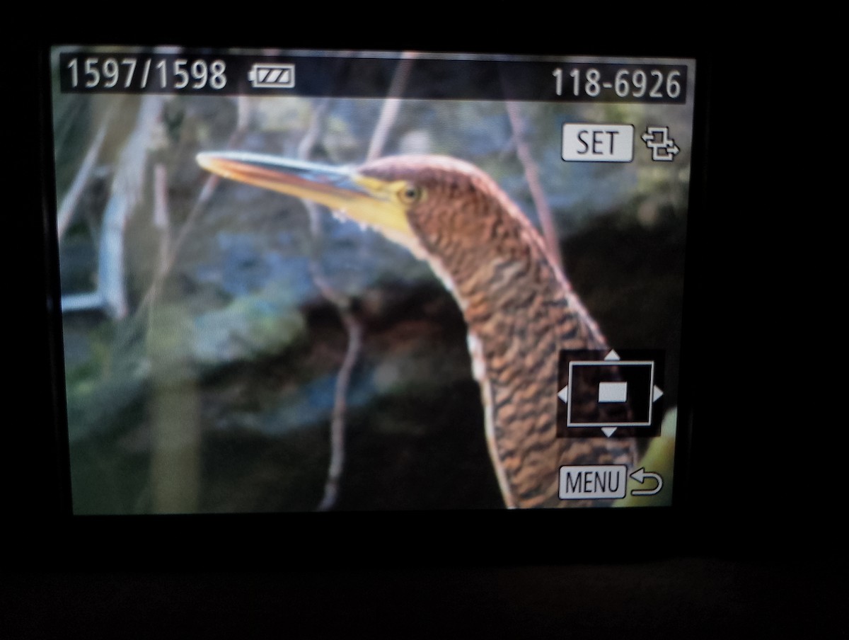 Fasciated Tiger-Heron - ML638080038