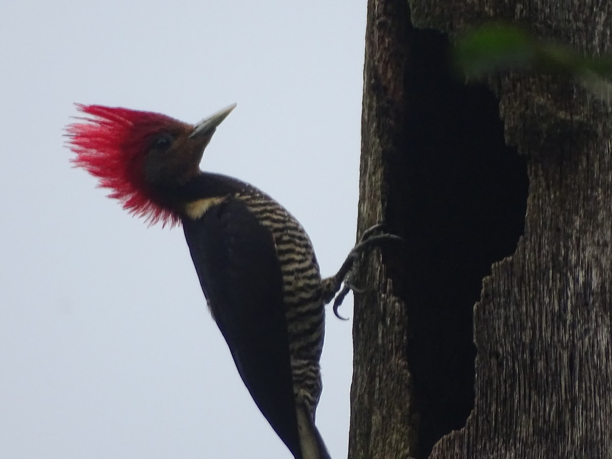 Helmeted Woodpecker - ML638080107