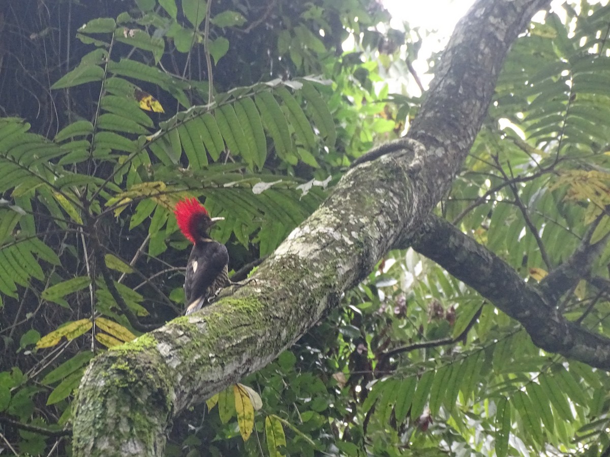 Helmeted Woodpecker - ML638080108