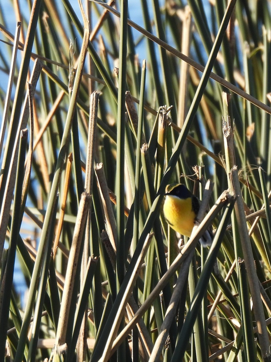 Many-colored Rush Tyrant - ML638080118