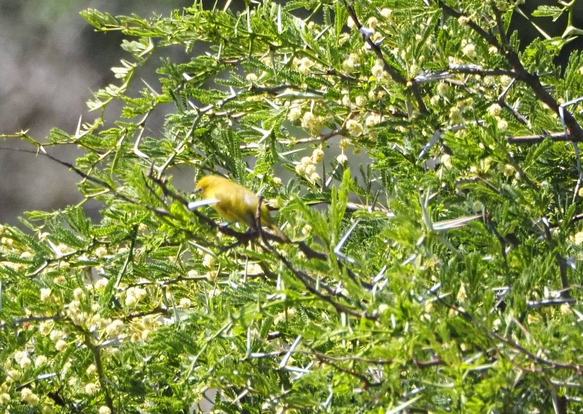 Southern Yellow White-eye - ML638080185