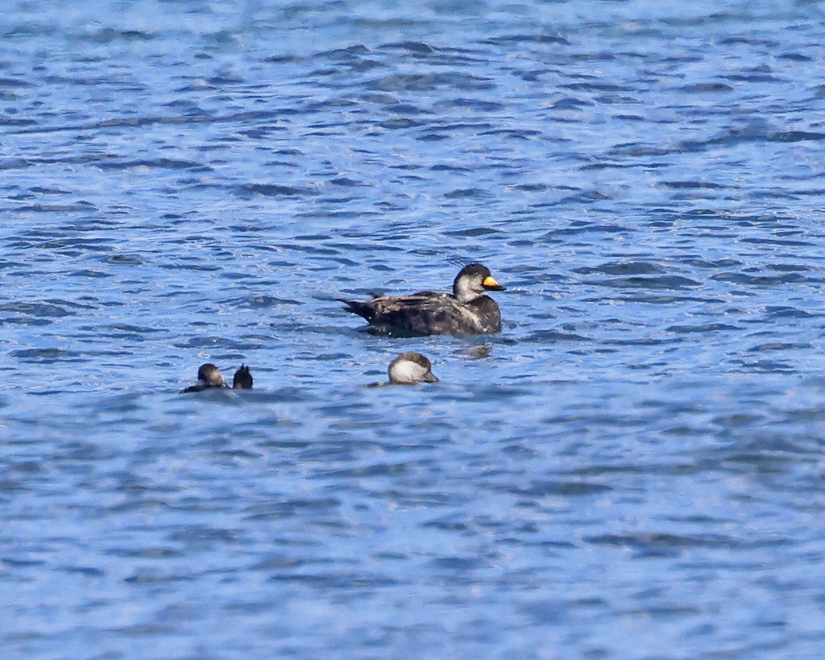 Black Scoter - ML638080215