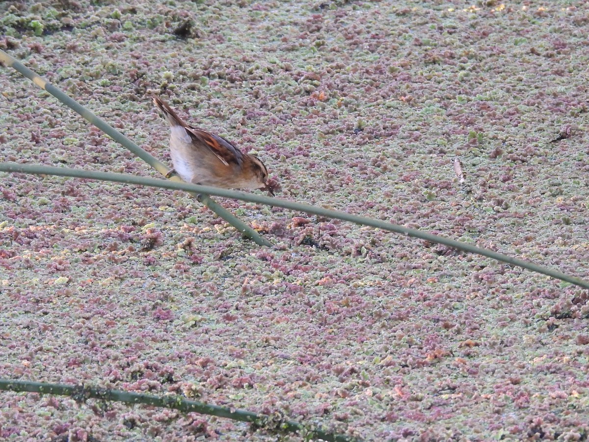 Wren-like Rushbird - ML638080238