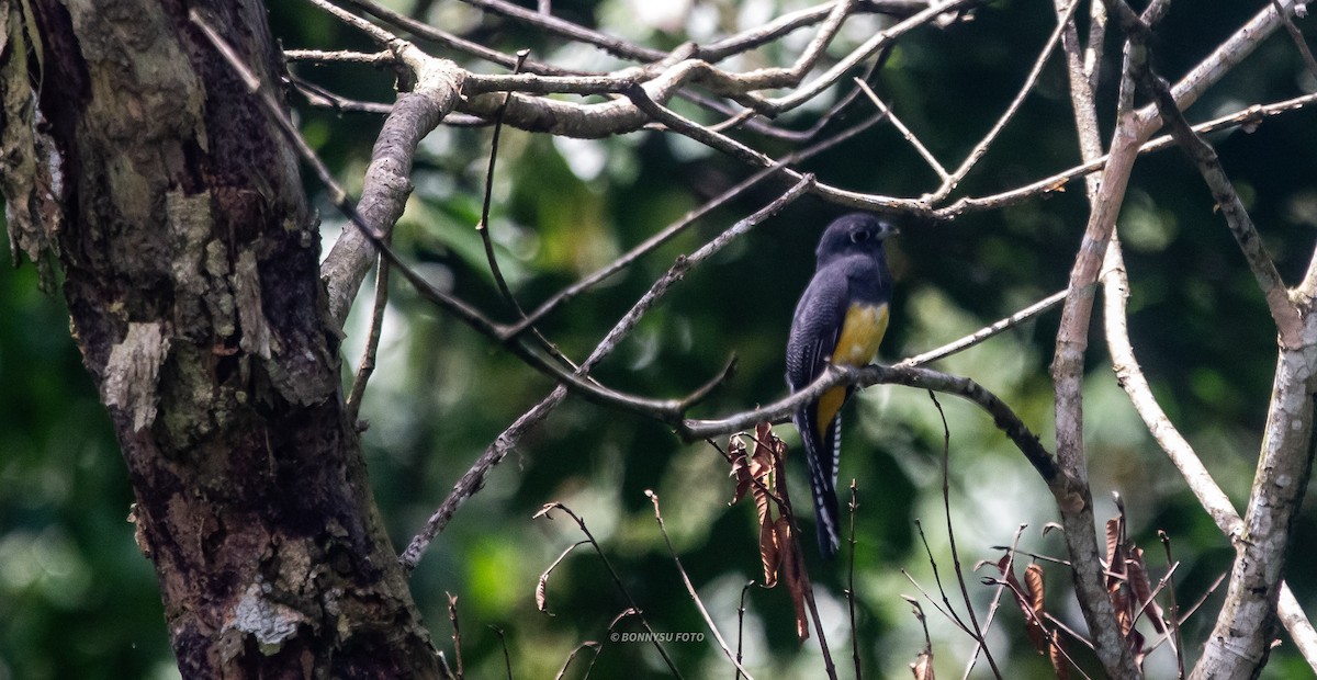 Gartered Trogon - ML638080243