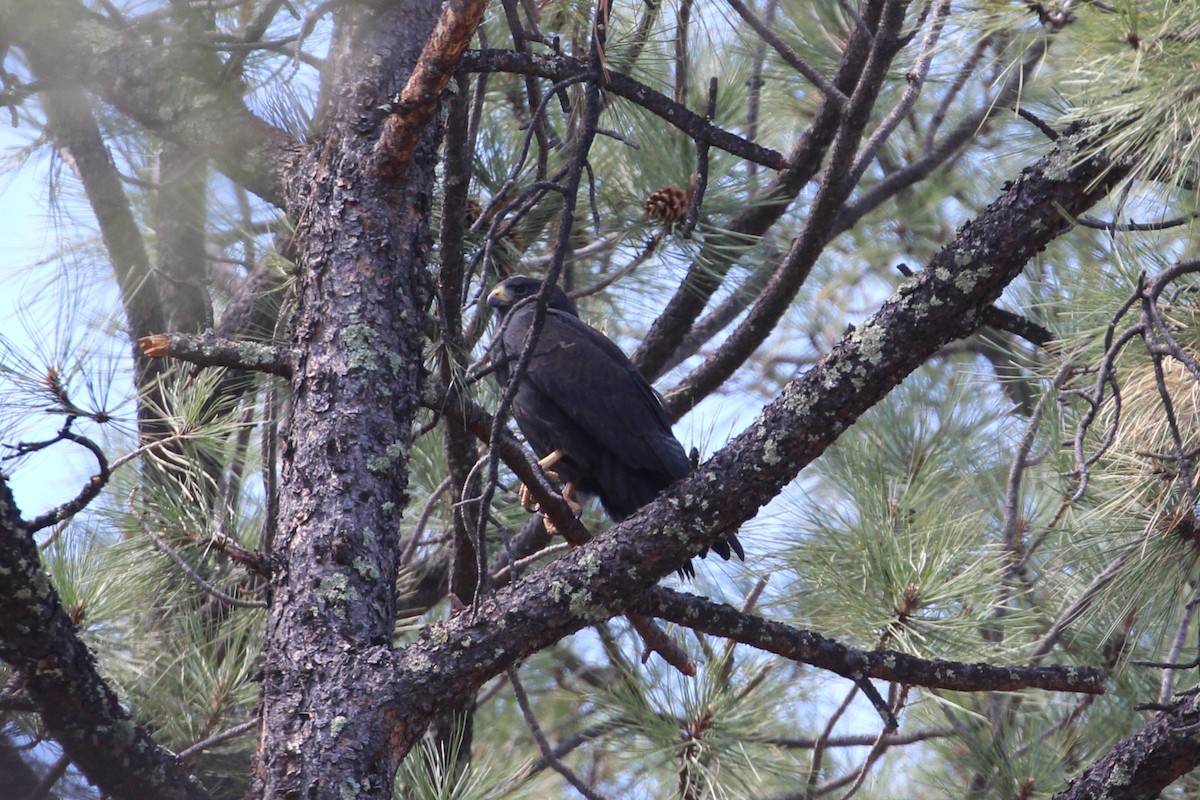 Rußbussard - ML638080260