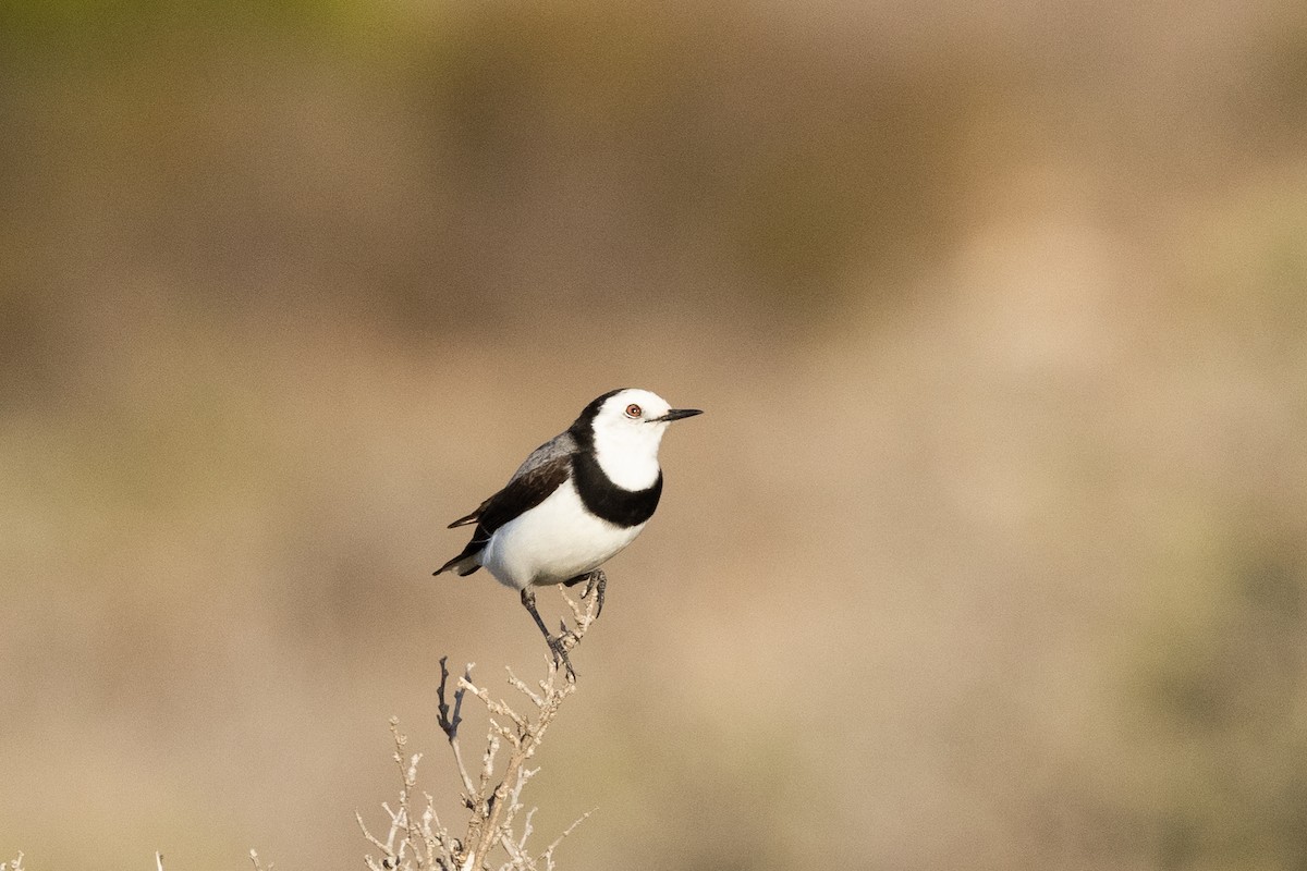 White-fronted Chat - ML638080265