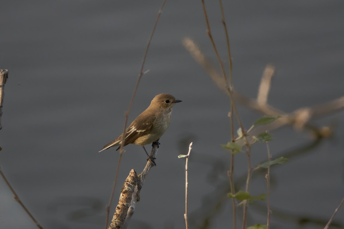 European Pied Flycatcher - ML638080268