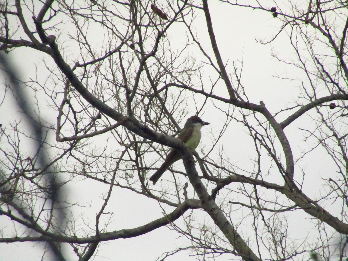 Thick-billed Kingbird - ML638080294