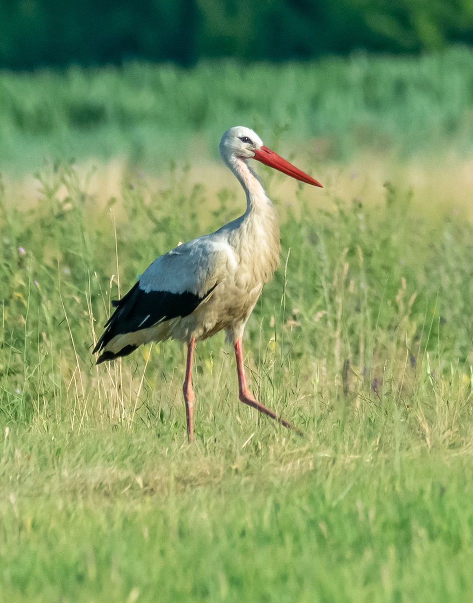 White Stork - ML638080295