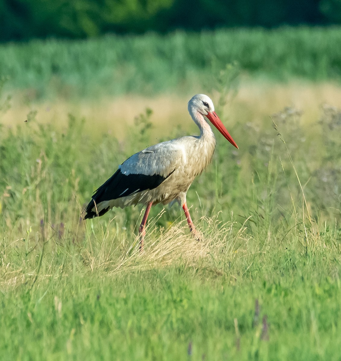 White Stork - ML638080296