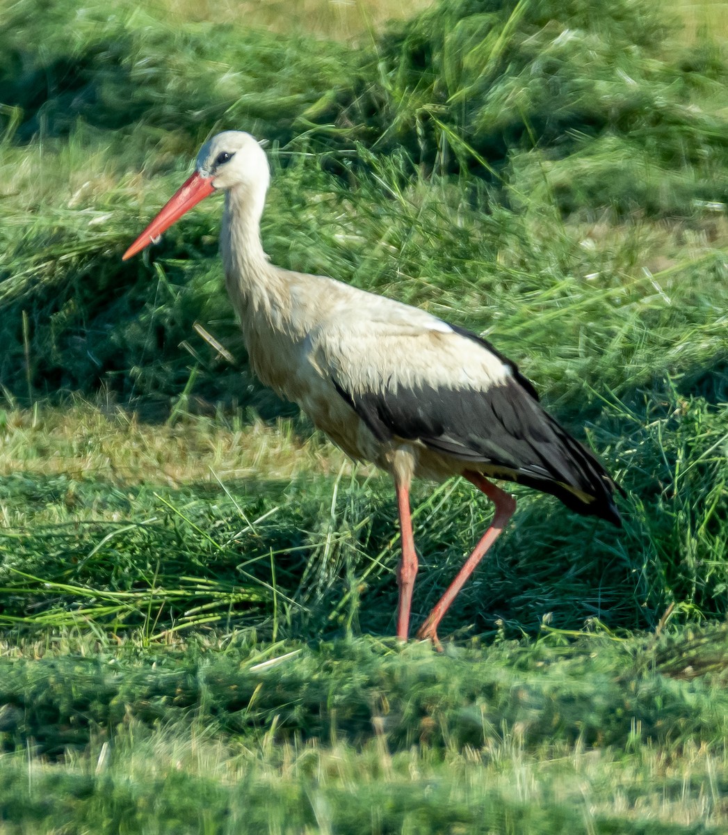 White Stork - ML638080298