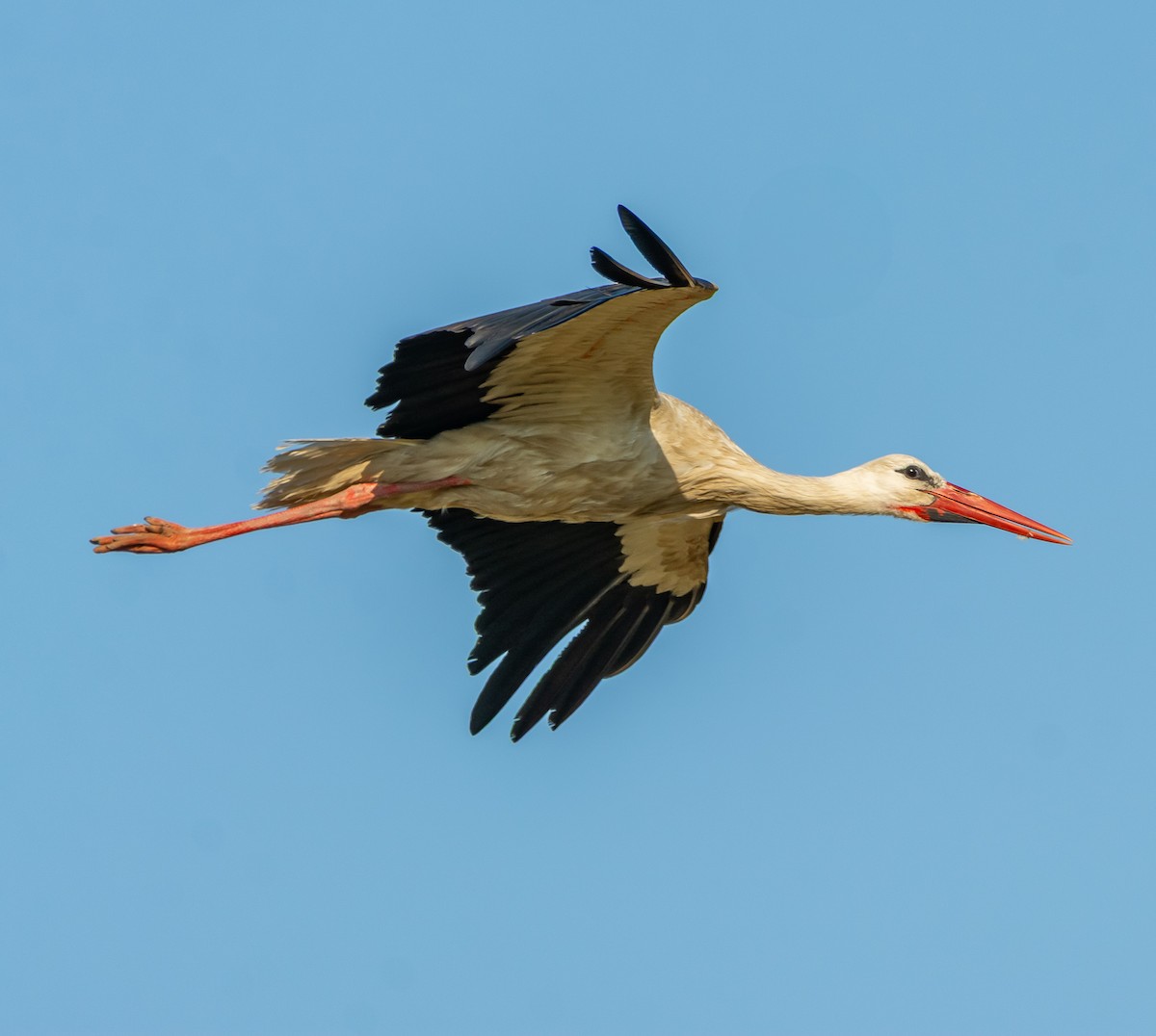 White Stork - ML638080299