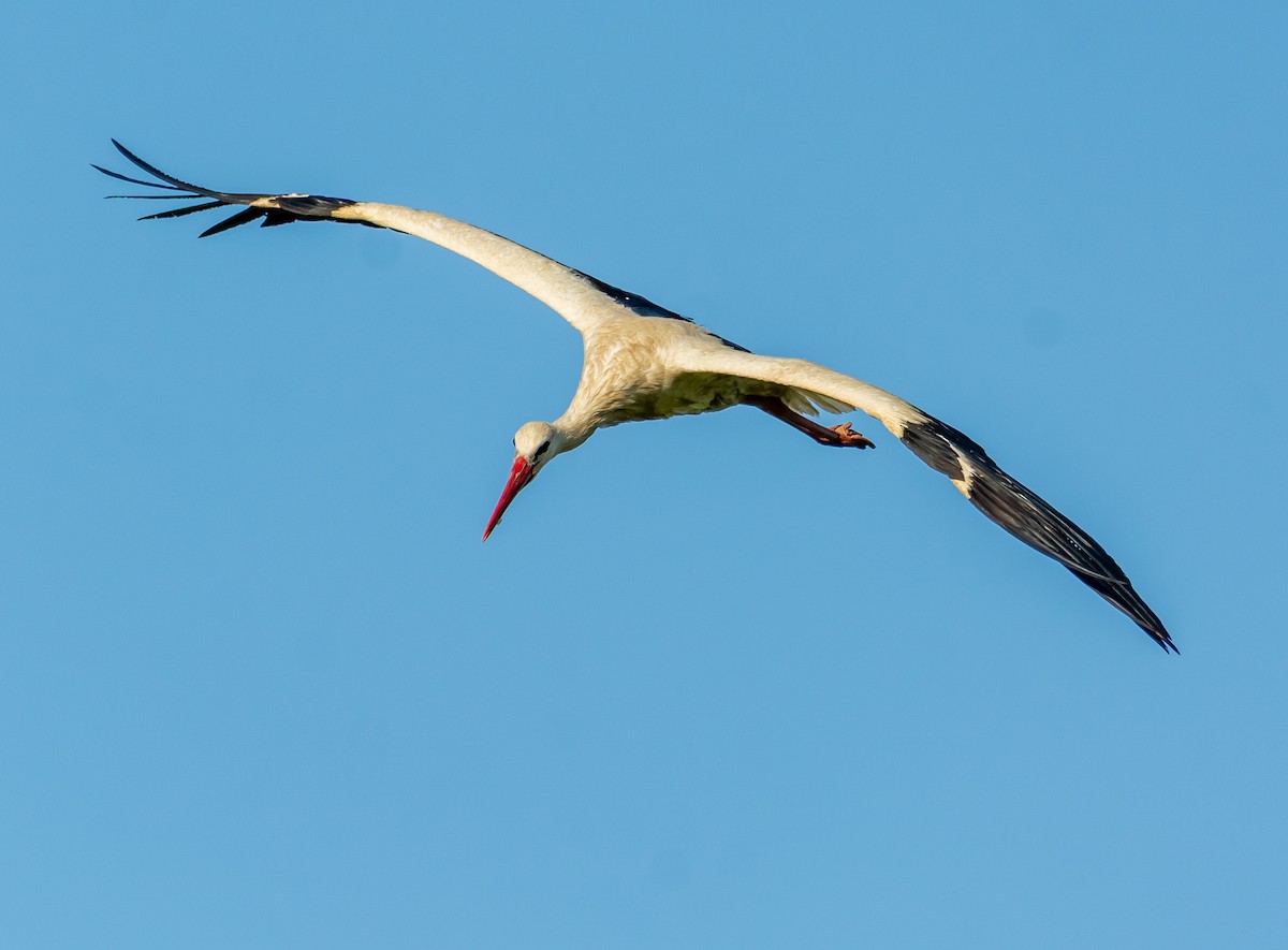 White Stork - ML638080300