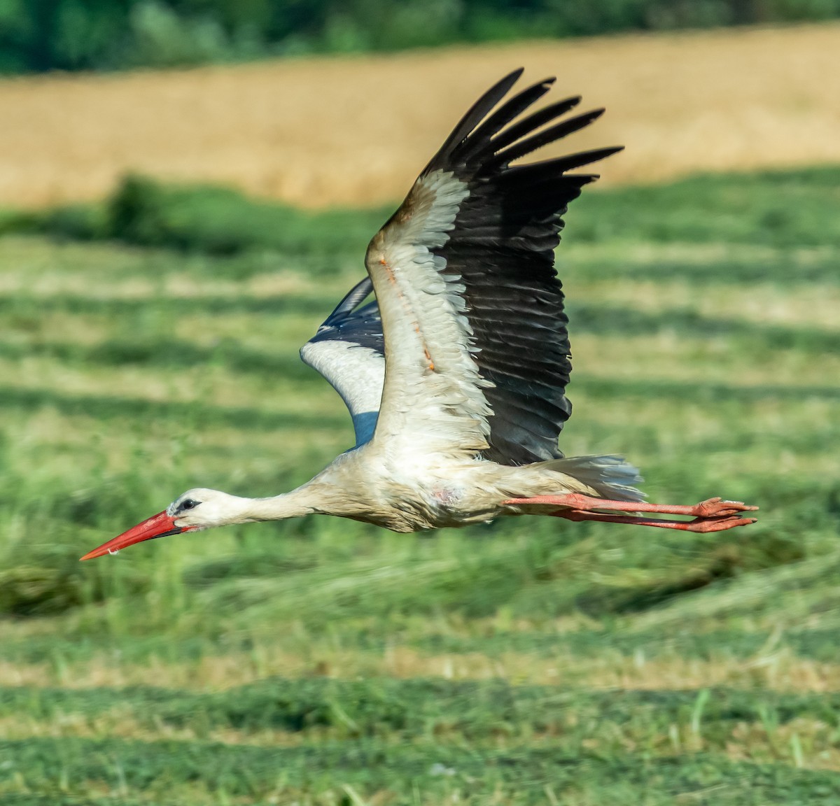 White Stork - ML638080301