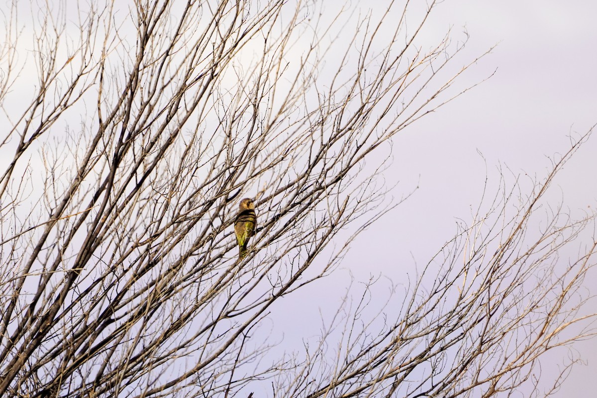 Horsfield's Bronze-Cuckoo - ML638080302