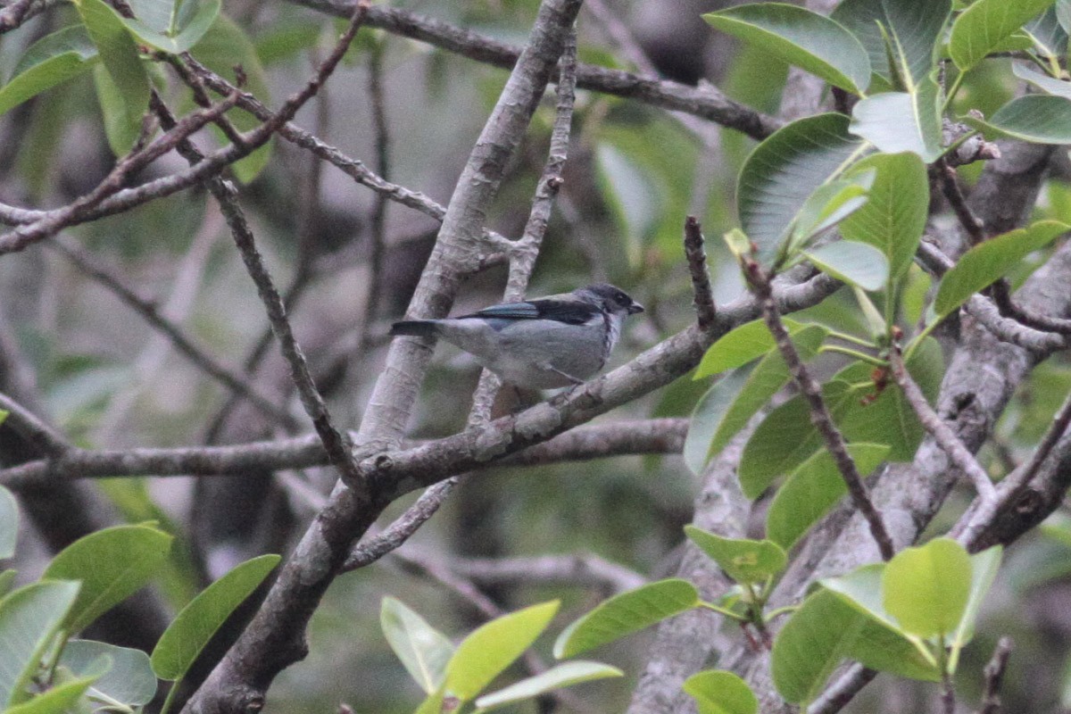 Azure-rumped Tanager - Michael Todd