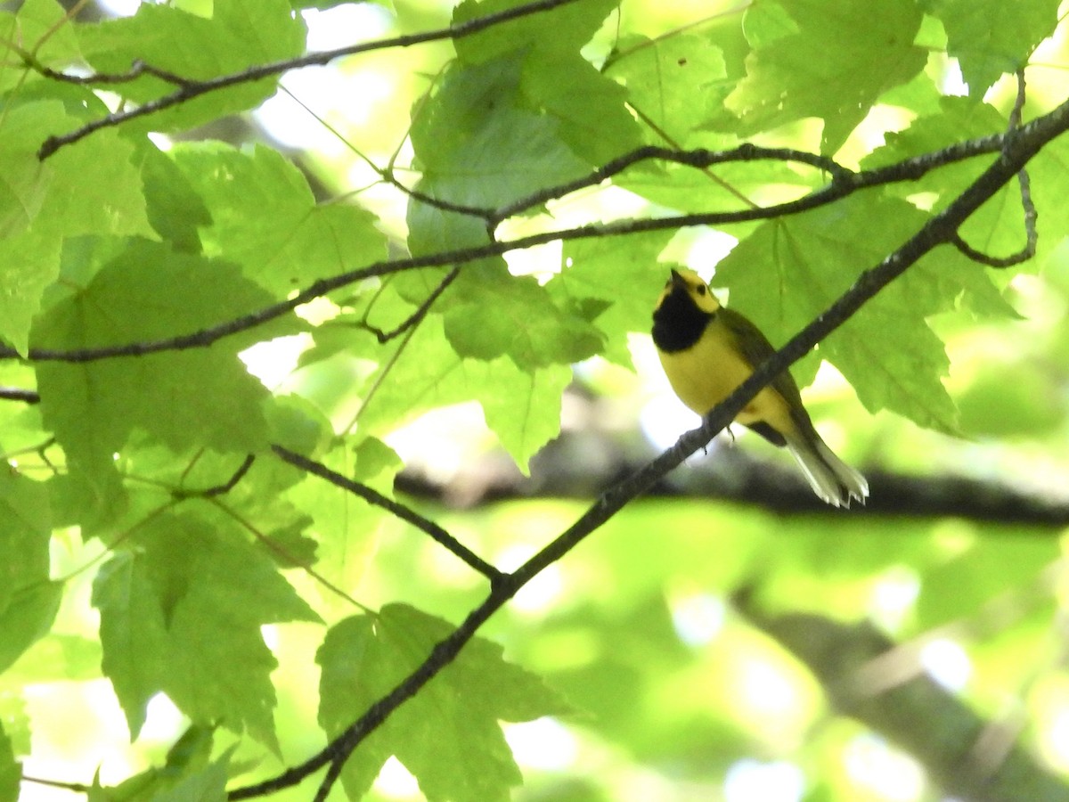 Hooded Warbler - ML638080314