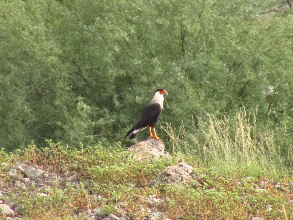 Crested Caracara - ML638080368