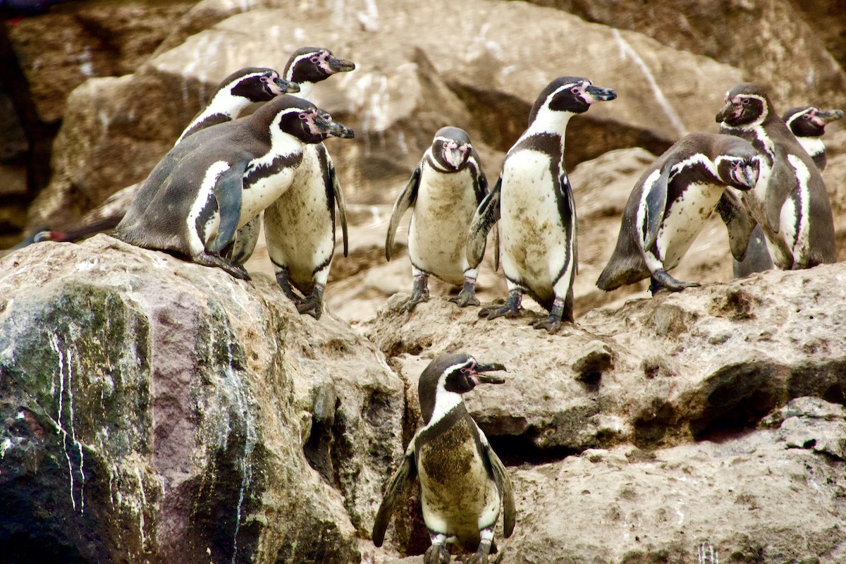 Humboldt Penguin - ML638080401