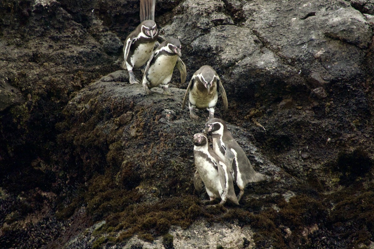 Humboldt Penguin - ML638080402
