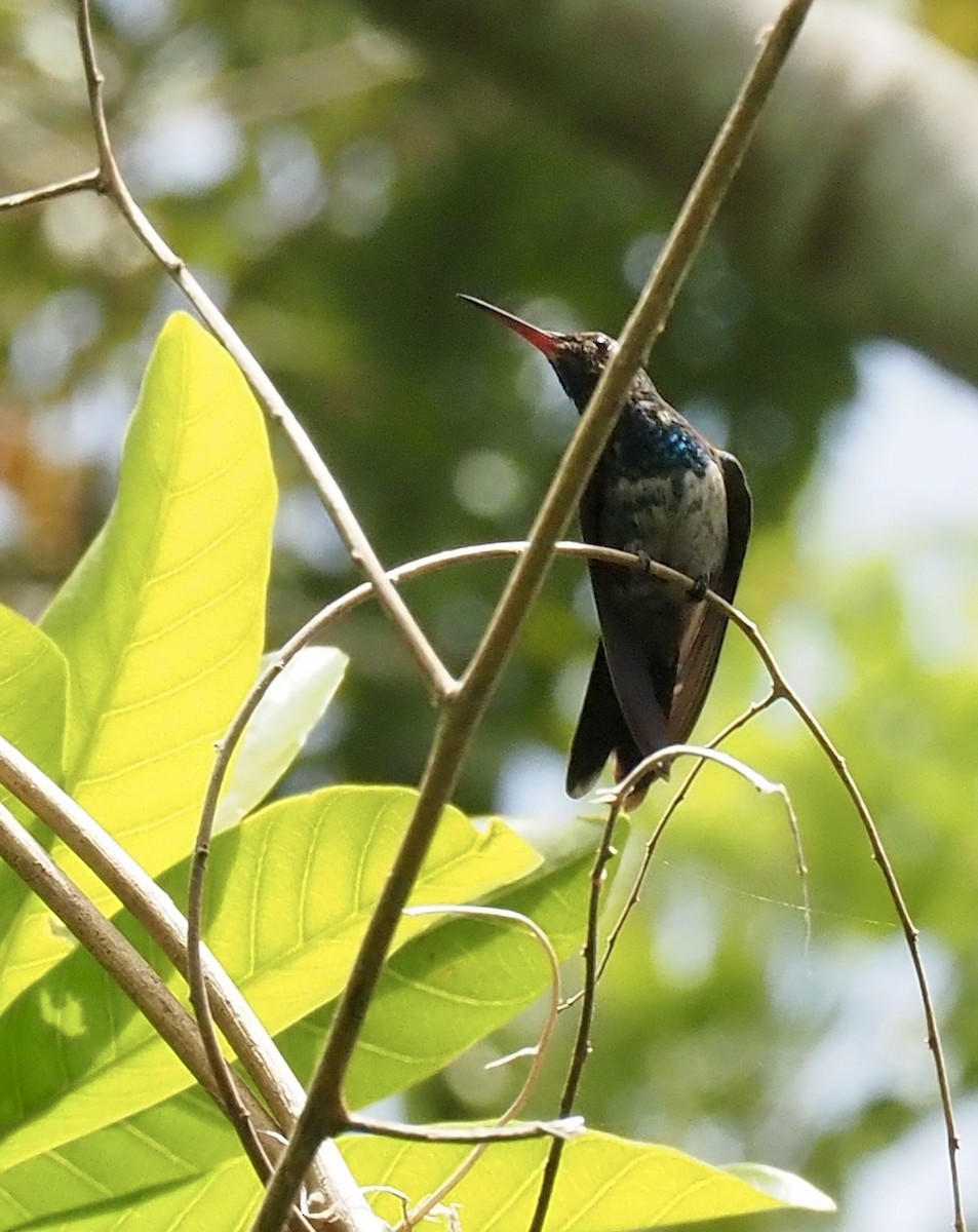 Canivet's Emerald - ML638080435