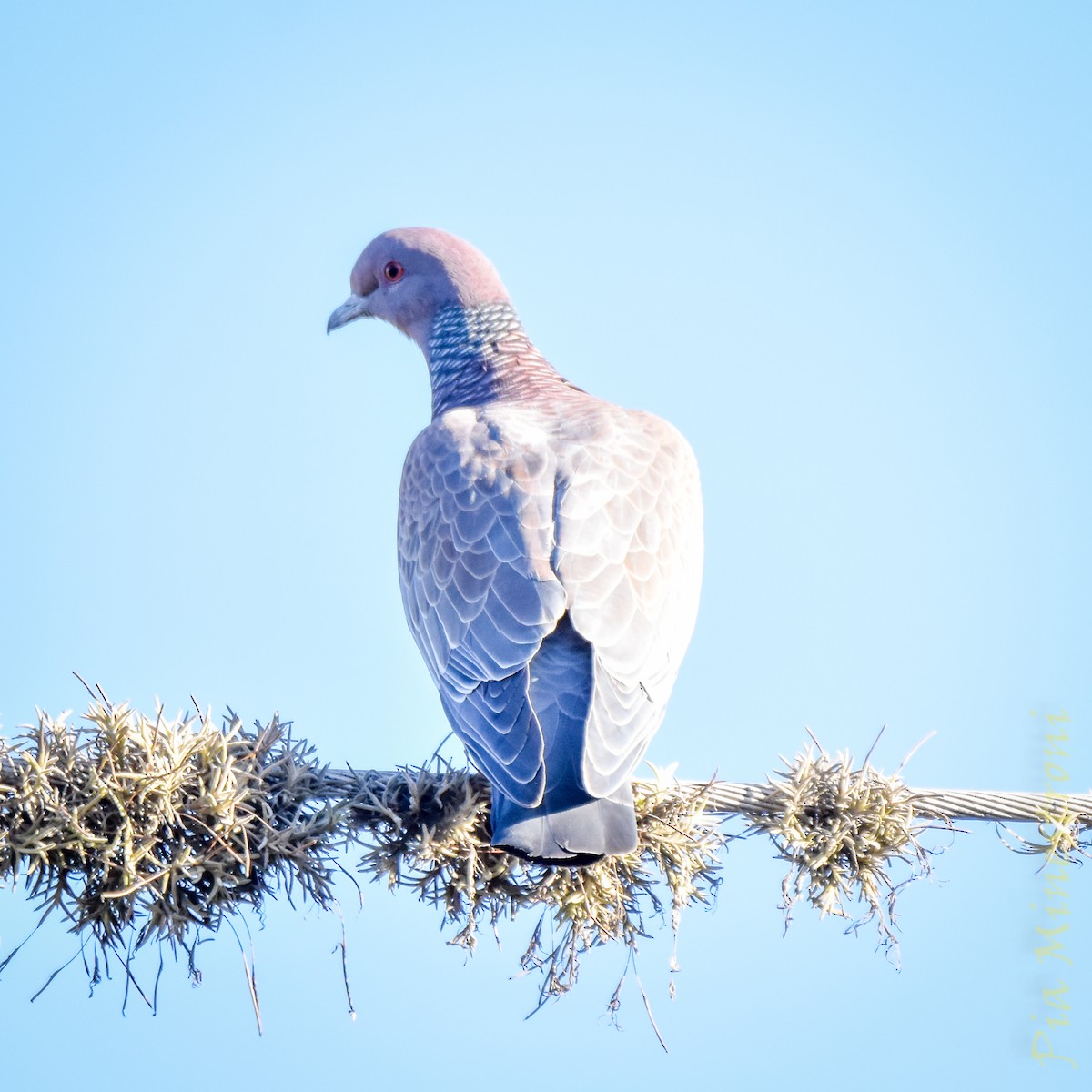 Picazuro Pigeon - ML638080465
