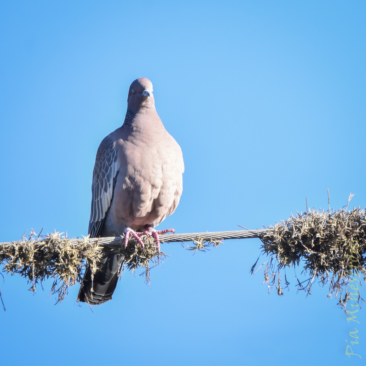 Picazuro Pigeon - ML638080467