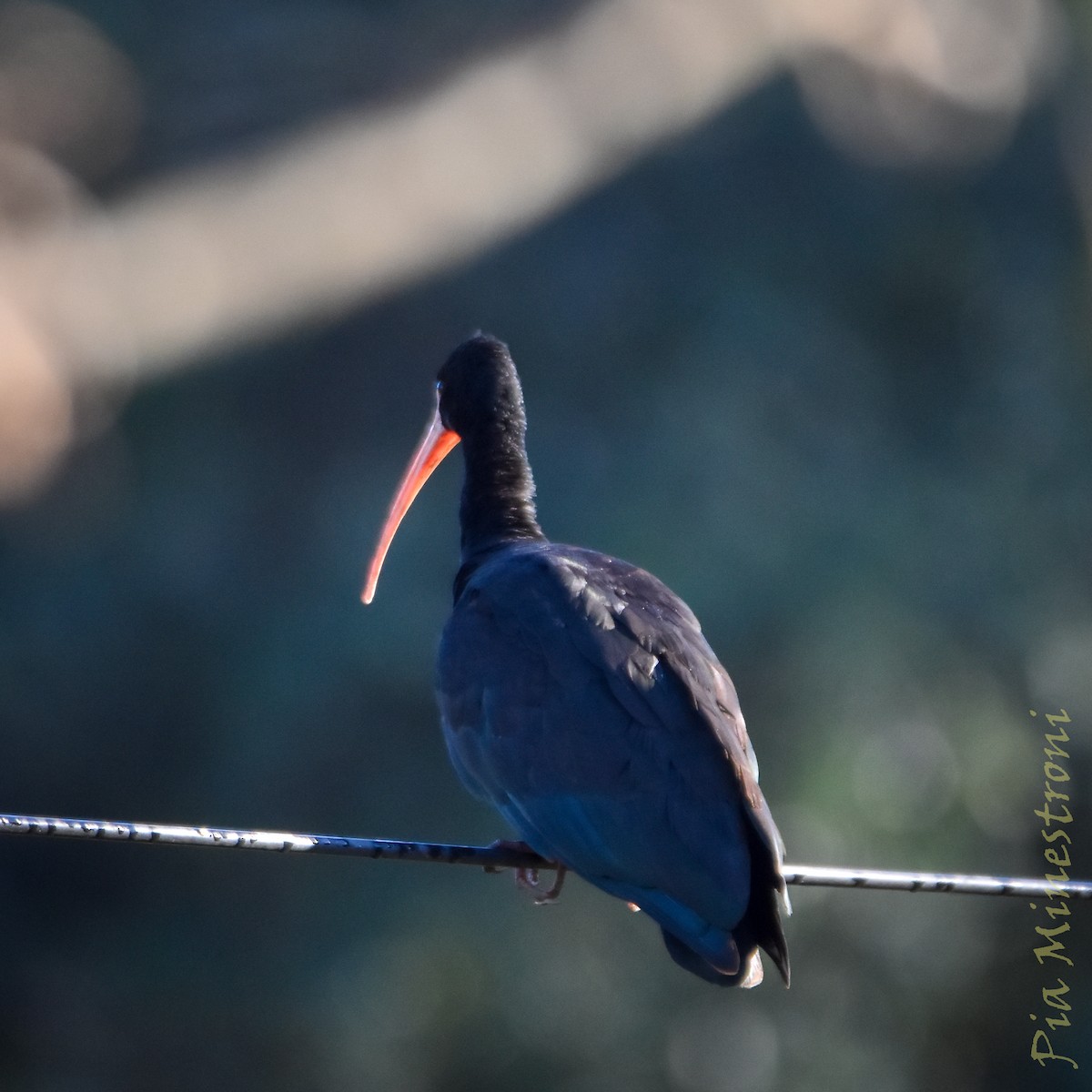 Bare-faced Ibis - ML638080470