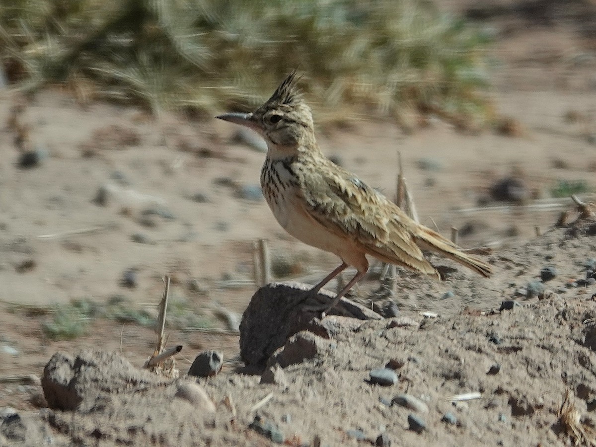 Crested Lark (Maghreb) - ML638080479