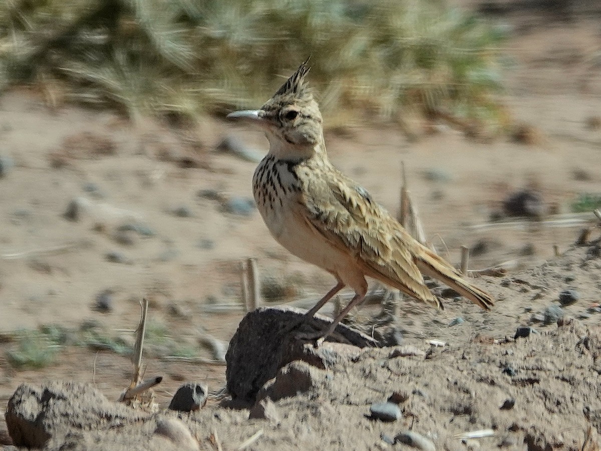 Crested Lark (Maghreb) - ML638080480
