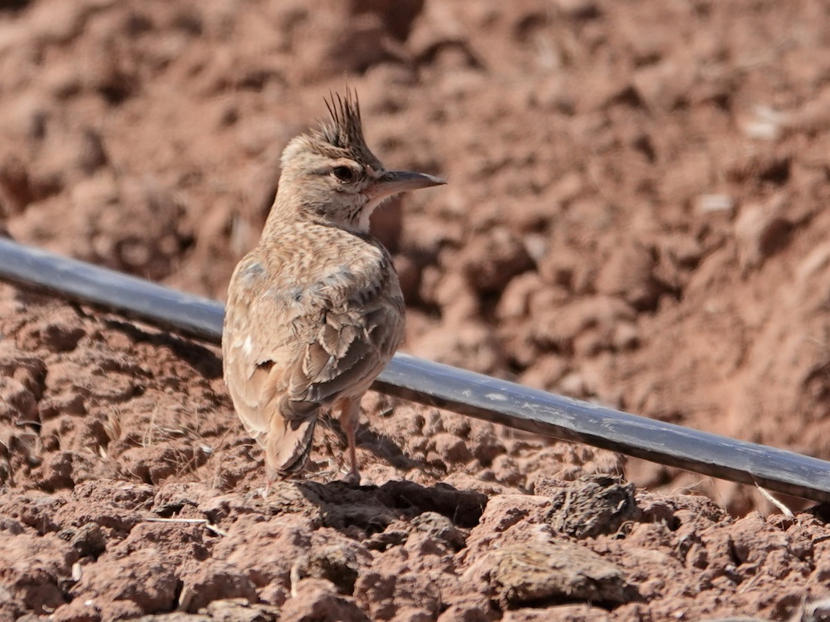Crested Lark (Maghreb) - ML638080481