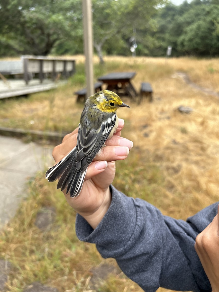 Hermit Warbler - ML638080500