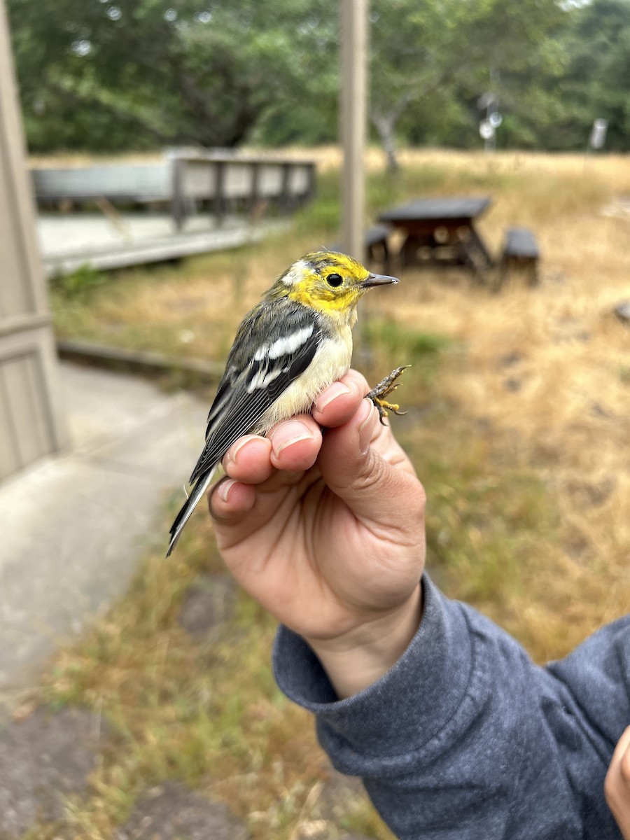 Hermit Warbler - ML638080501