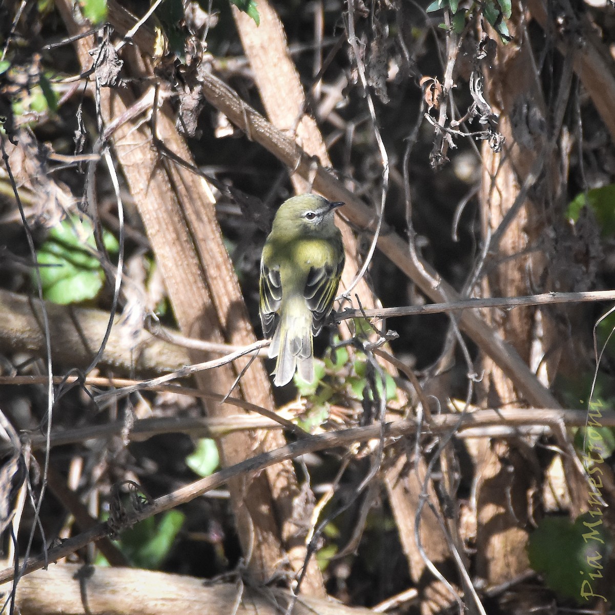 Rough-legged Tyrannulet - ML638080510