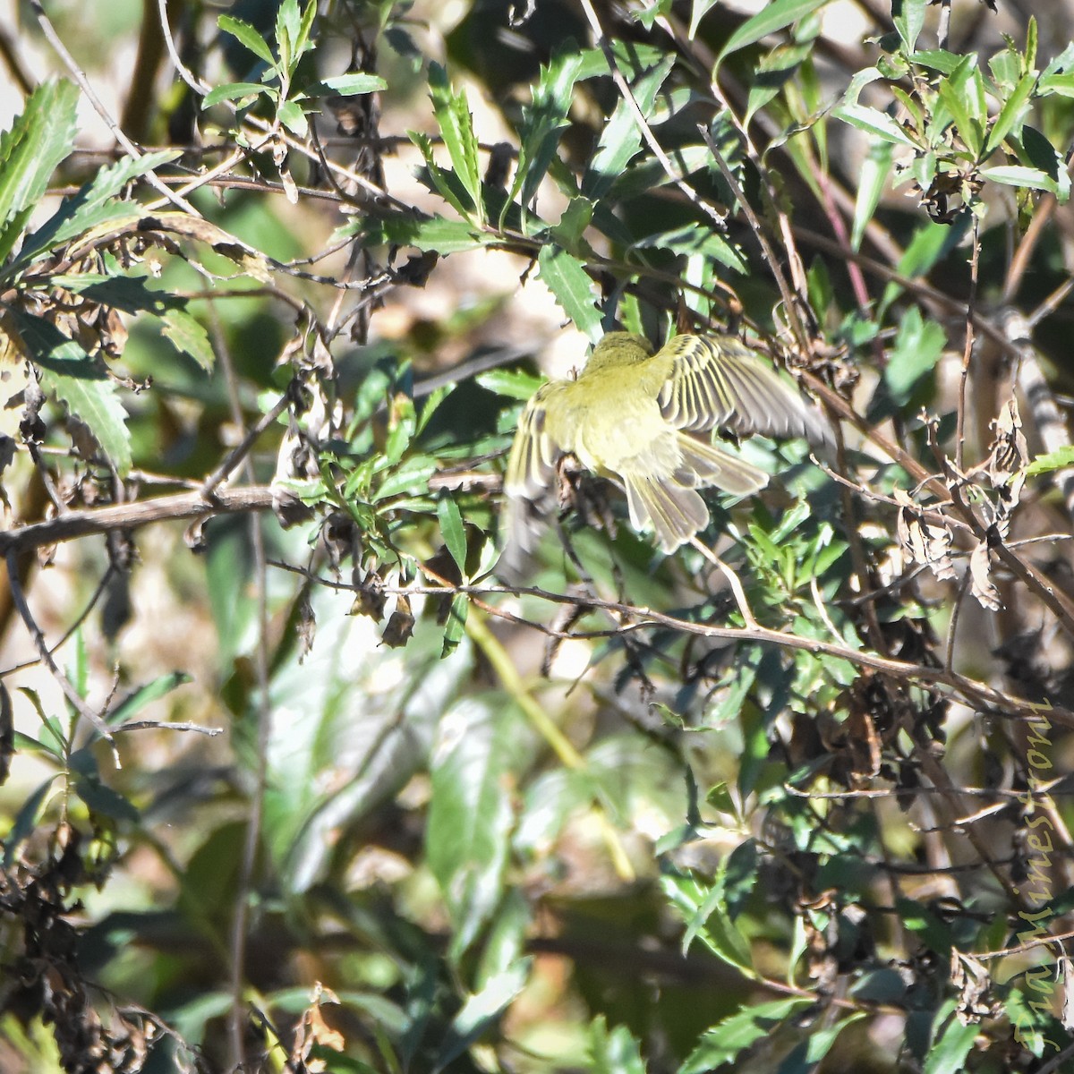 Rough-legged Tyrannulet - ML638080511