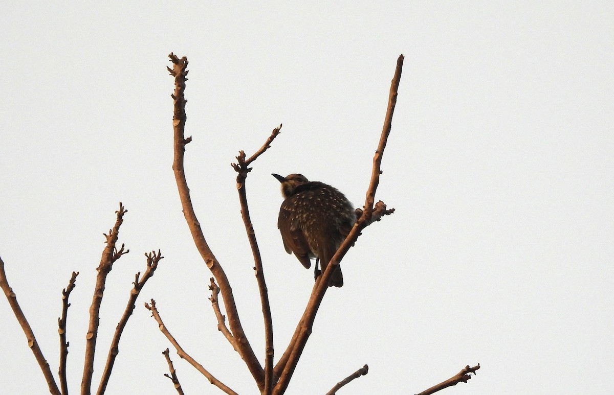 Regent Bowerbird - ML638080552