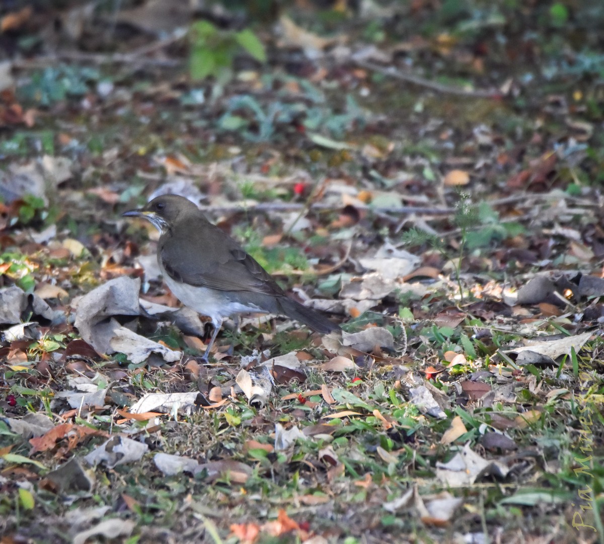 Creamy-bellied Thrush - ML638080555