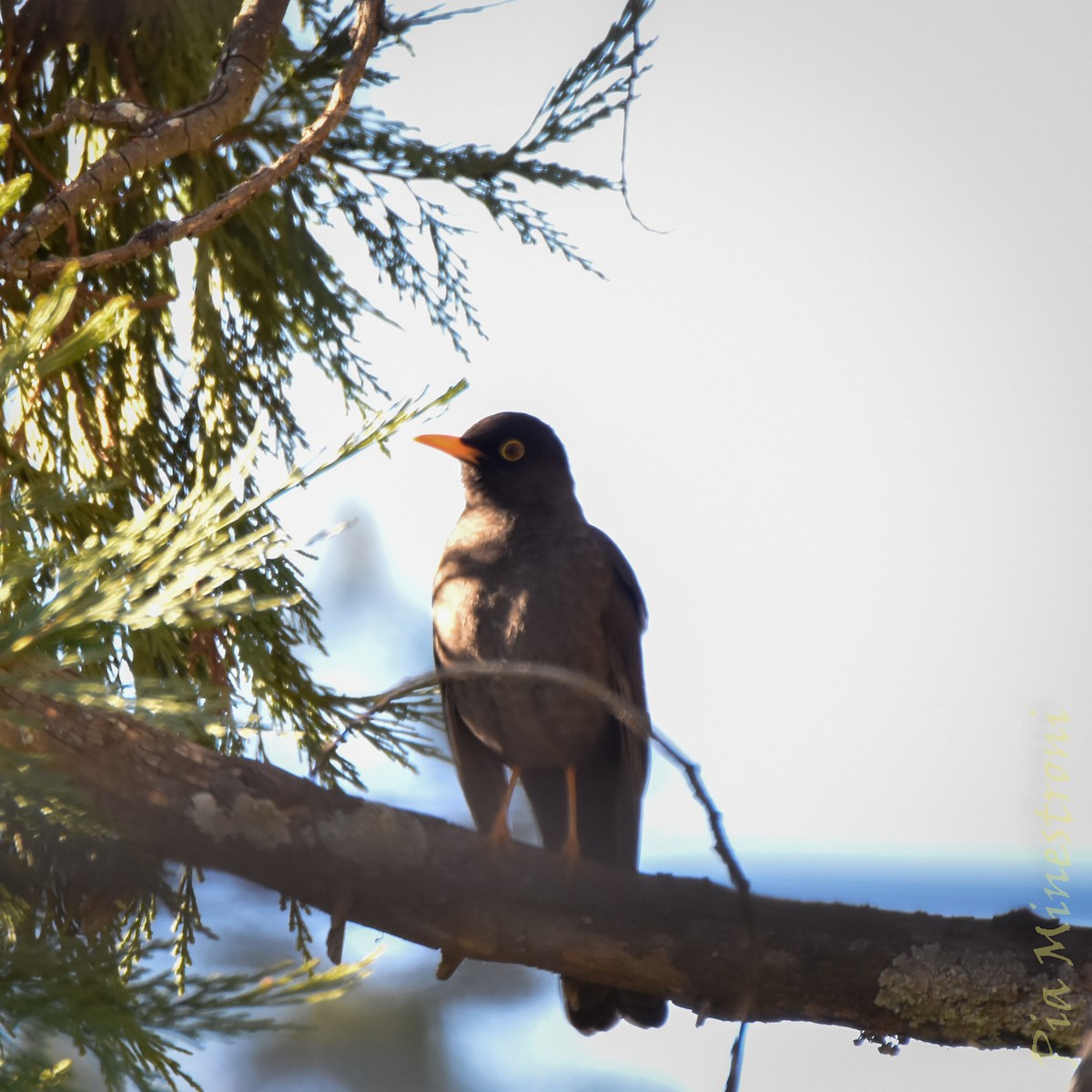 Chiguanco Thrush - ML638080566