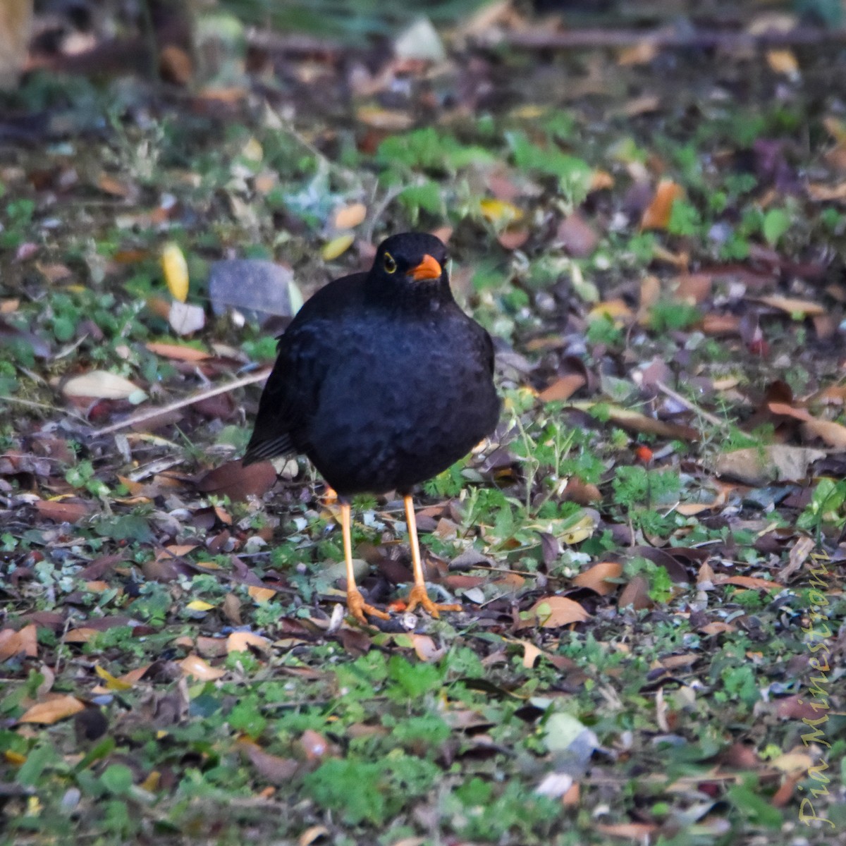 Chiguanco Thrush - ML638080567