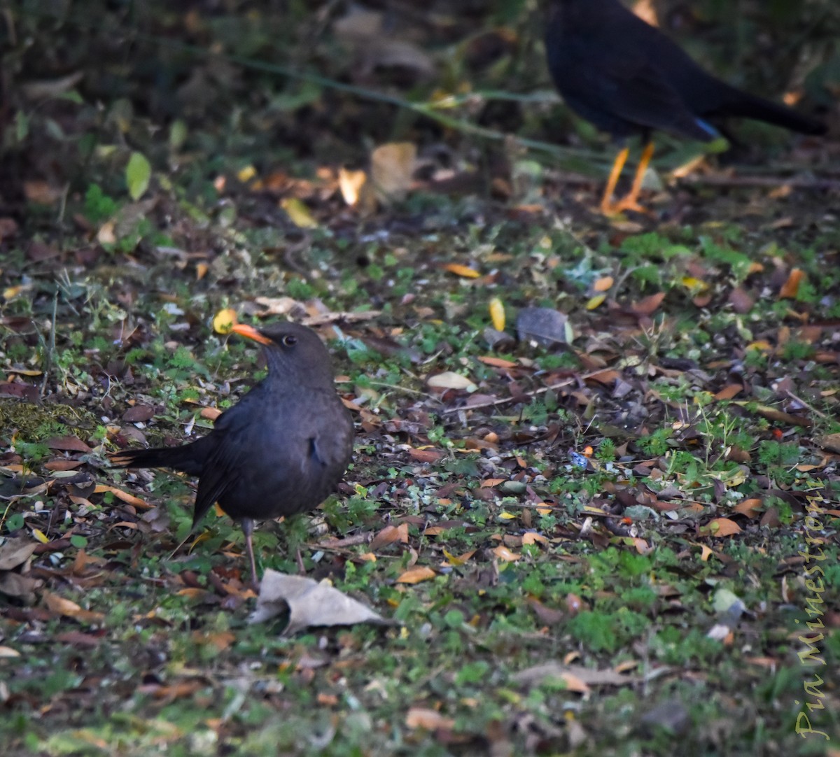 Chiguanco Thrush - ML638080568