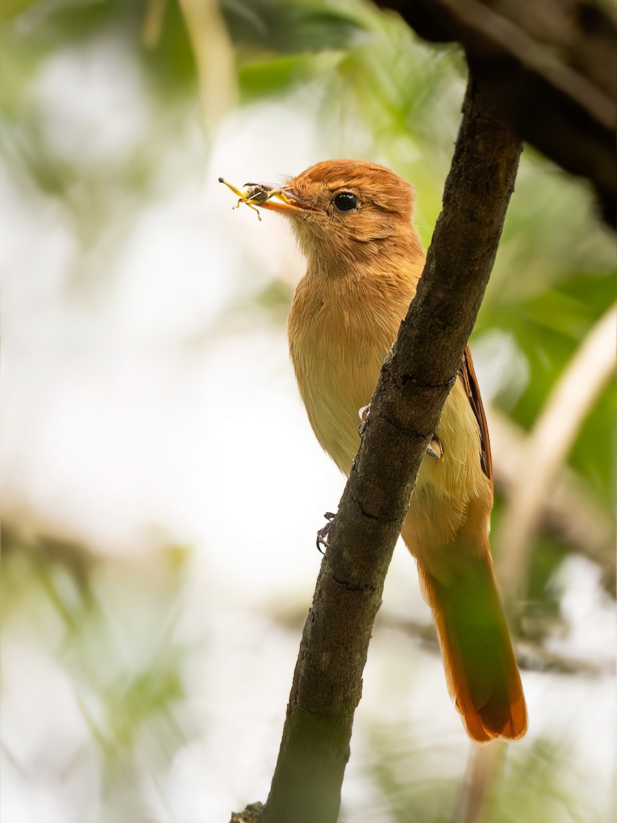 Rufous Casiornis - ML638080580