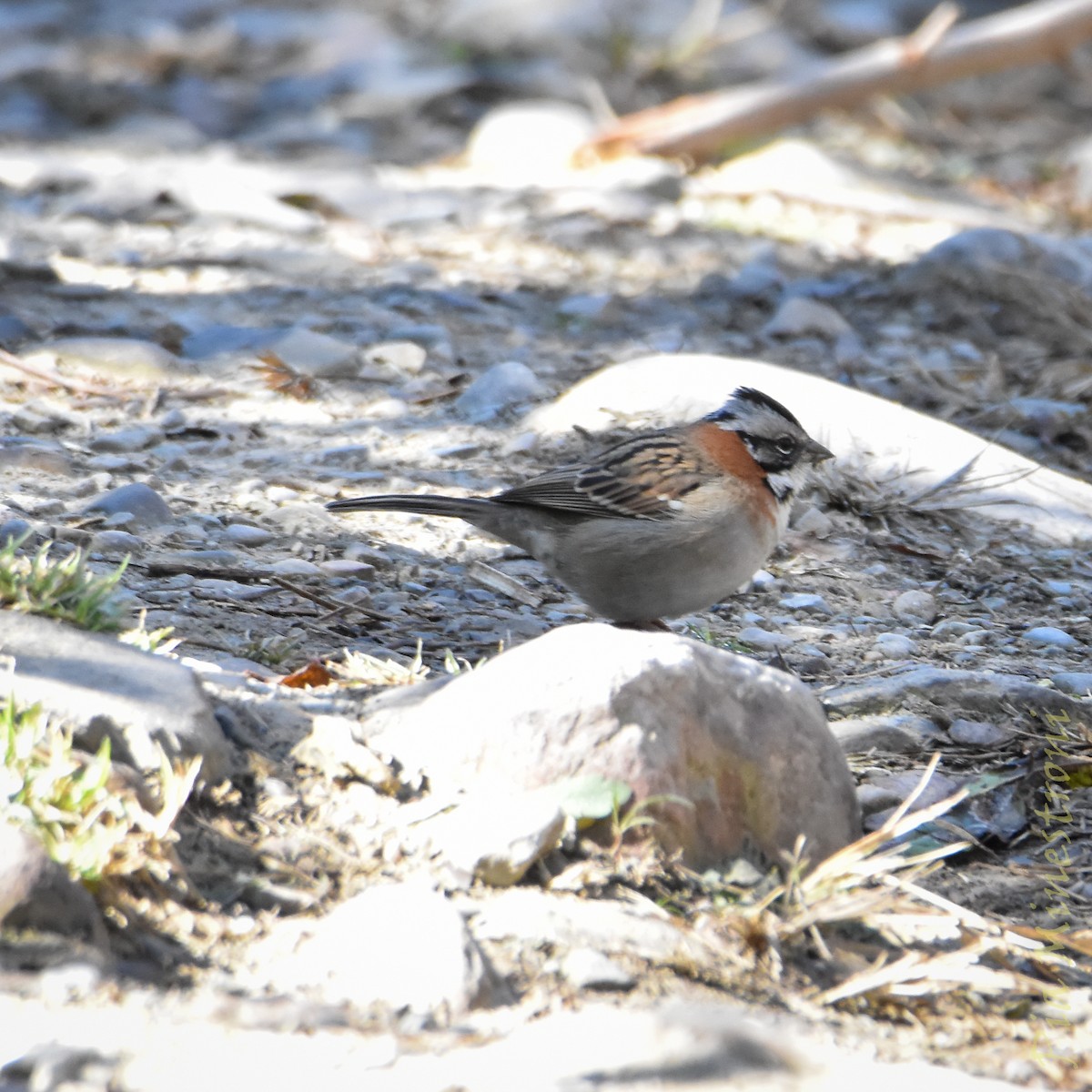 Rufous-collared Sparrow - ML638080627