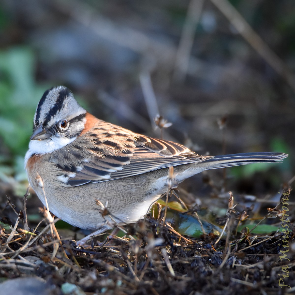Rufous-collared Sparrow - ML638080628