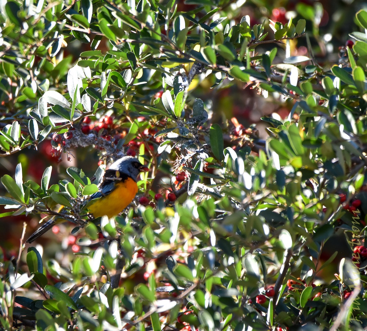 Blue-and-yellow Tanager - ML638080641